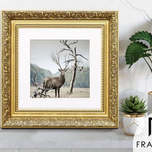 Traditional Ornate gold square picture frame with white mount & vintage detailing displaying wildlife wall art on light grey surface, styled as elegant home decor. perfect for living room decor, office decor, farmhouse decor, and classic gallery wall styling