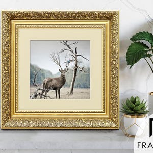Traditional Ornate gold square picture frame with ivory mount & vintage detailing displaying wildlife wall art on light grey surface, styled as elegant home decor. perfect for living room decor, office decor, farmhouse decor, and classic gallery wall styling
