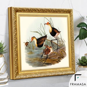 Ornate gold square picture frame showing side view with intricate vintage detailing displaying classic bird wall art. Elegant poster frame and photo frame design perfect for home decor, add a timeless traditional touch to any space