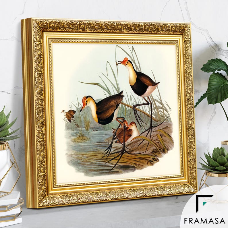 Ornate gold square picture frame showing side view with intricate vintage detailing displaying classic bird wall art. Elegant poster frame and photo frame design perfect for home decor, add a timeless traditional touch to any space