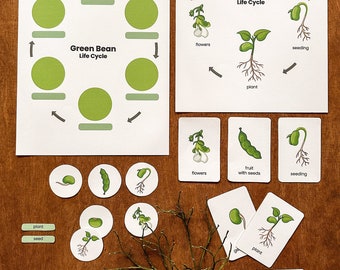 Green Bean Life Cycle Development - Montessori education as preschool printables, home education with nature learning