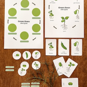 Green Bean Life Cycle Development - Montessori education as preschool printables, home education with nature learning