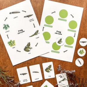 Puede incluir: Una actividad imprimible sobre el ciclo de vida de la rana con un diagrama de las etapas del ciclo de vida de una rana, incluyendo el huevo, el renacuajo, el renacuajo con patas, la ranita y la rana. También hay tarjetas separadas con imágenes de cada etapa del ciclo de vida de la rana.