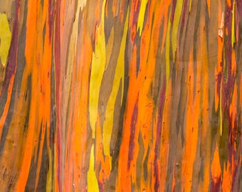 May include: Close-up of a tree trunk with vibrant, colourful bark. The bark is a mix of red, orange, yellow, and brown, creating a unique and abstract pattern.