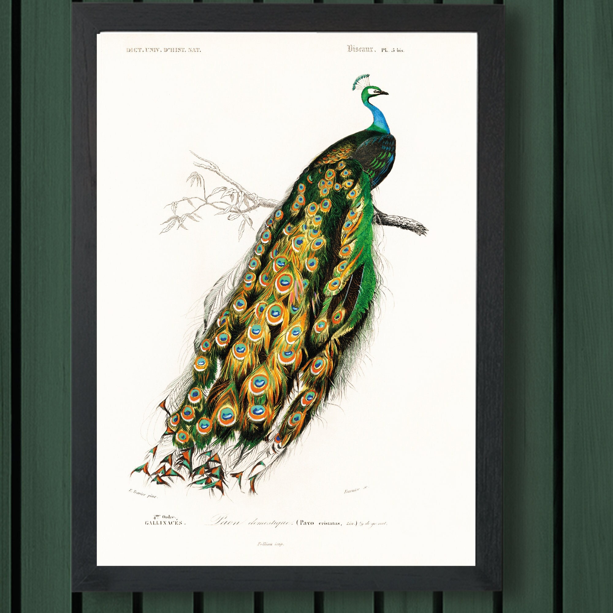 Vintage Peacock Art for Instant Download | Etsy