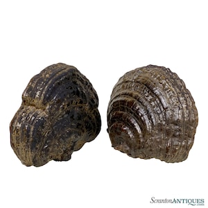 May include: Two dark brown, round, textured, organic shapes with concentric rings. The shapes are similar in size and have a smooth, glossy finish.