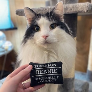 Prison Board Custom CAT Toy, Personalized Catnip Toy- Funny Gift for Cat Lover, Cats and Kittens