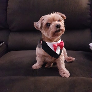 Dog Tuxedo Bandana