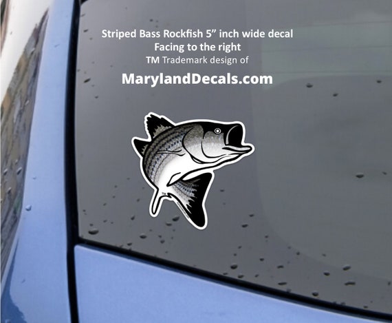 Striped Bass Fish Decal Sticker 