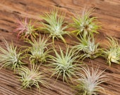 Pack of 10 Air Plants Tillandsia Ionantha Guat, Small Air Plant Terrarium Plants, Wholesale Air Plants Online Small Airplant, Air Succulents