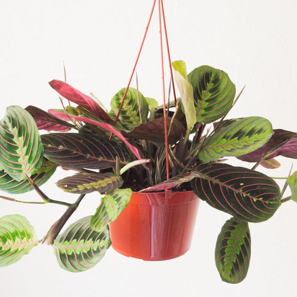 Prayer Plant, Red Marantra Plant, Apartment Decor, Desk Plant, Easy To Grow Houseplant, Colorful House Plant, Unusual Plant, Indoor Plants