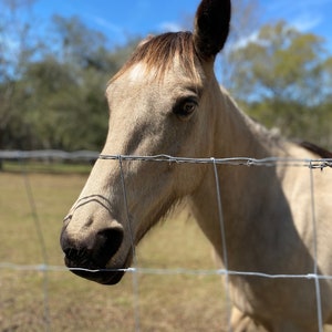 Horse photo
