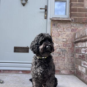 May include: A black curly-haired dog sits on a concrete surface in front of a gray door and brick wall. The dog wears a gold-colored collar with small, light-colored embellishments. A brass letter slot is visible on the door.