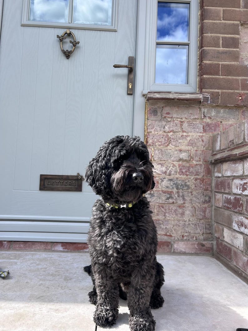May include: A black curly-haired dog sits on a concrete surface in front of a gray door and brick wall. The dog wears a gold-colored collar with small, light-colored embellishments. A brass letter slot is visible on the door.