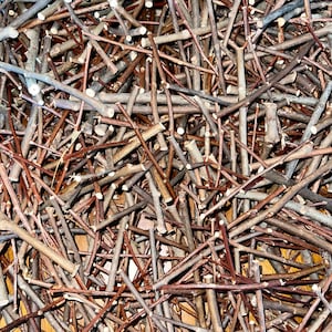 Natural Organic Poplar Chew Sticks - 30 Sticks - Kiln Dried - Chinchilla, Guinea Pig