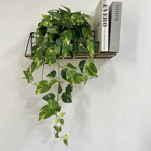 May include: A black wire wall shelf holding a trailing green and yellow pothos plant and two books. The books are titled EVERO and ianra. The plant features heart-shaped variegated leaves that drape downwards from the shelf structure.