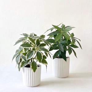 May include: Two potted plants in white, vertically ribbed cylindrical ceramic planters. The plant on the left features variegated green and white leaves, while the plant on the right has solid dark green, palm-like foliage with pointed leaves.