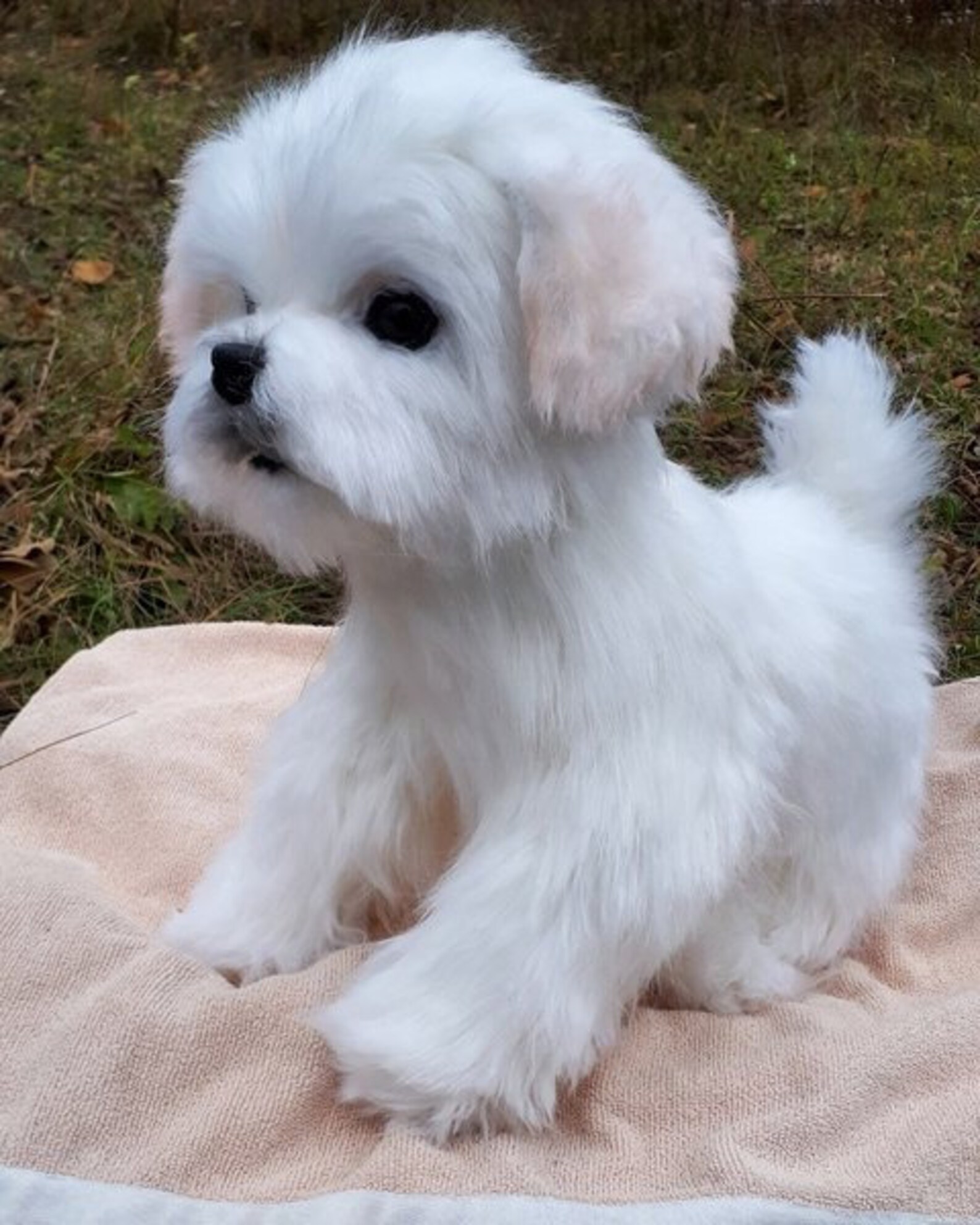 Realistic plush maltipu dog. Maltese lapdog fully mobile. Etsy