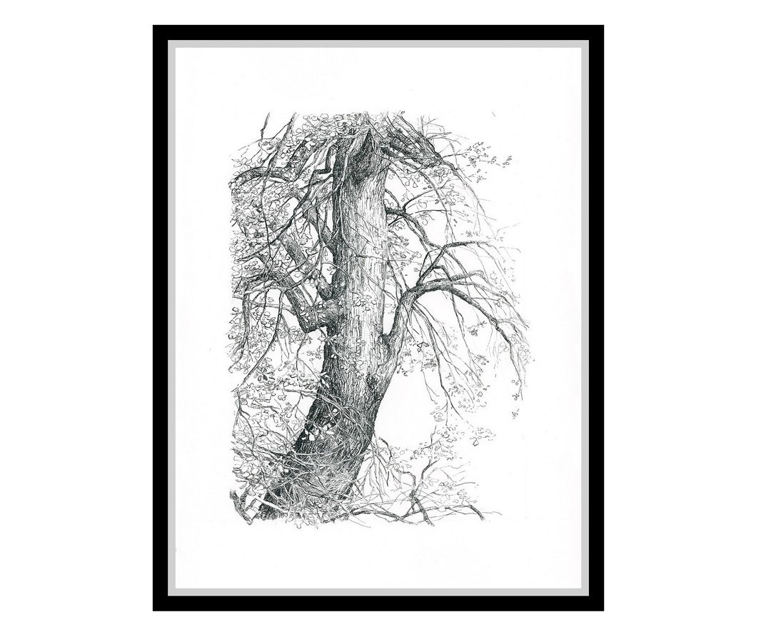 Tree Drawing. ORIGINAL Art & Fine Art Prints. Tree Ink Drawing Wall Art