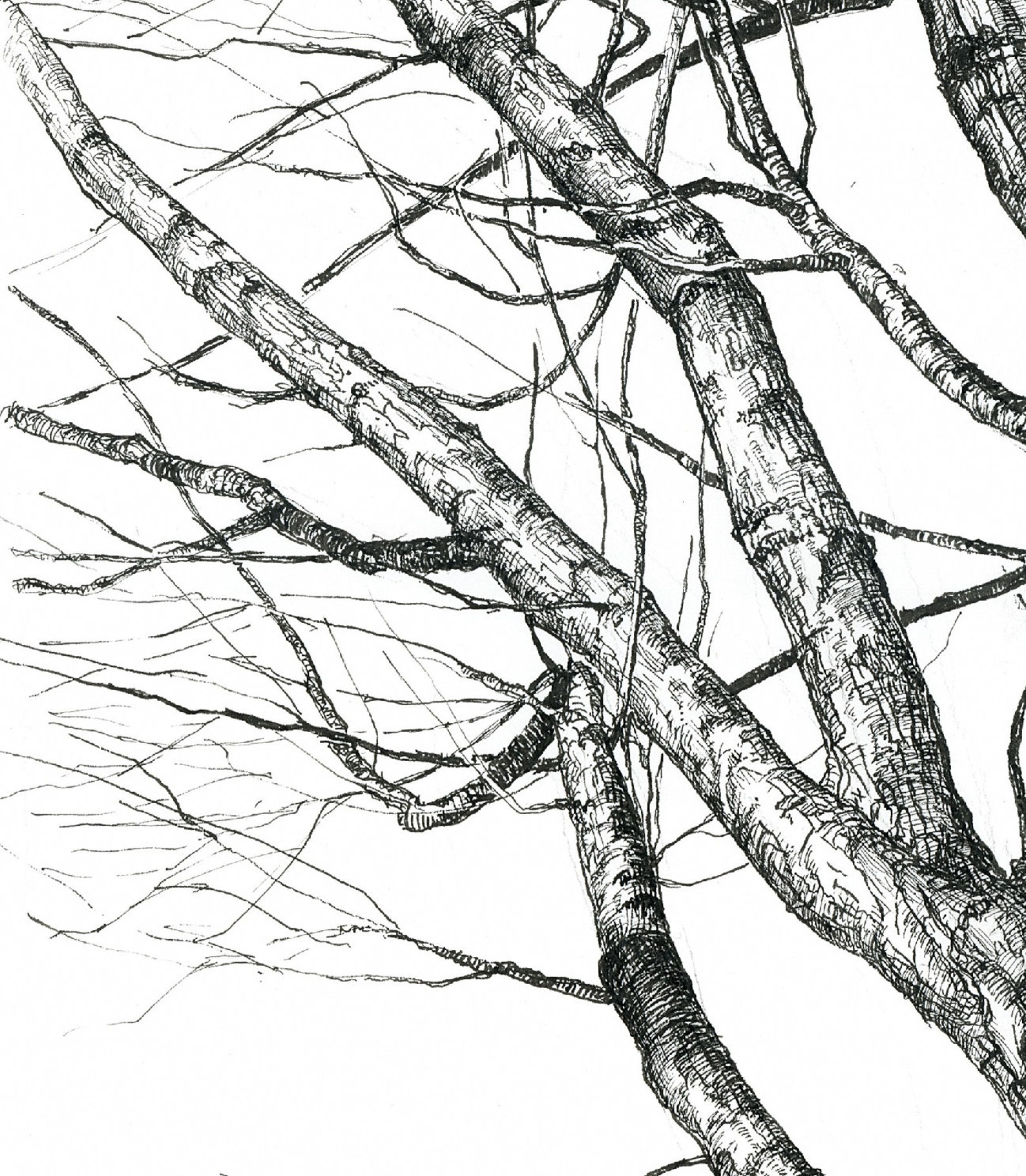 Tree drawing wall art print. Pen and ink drawing. Nature lover Etsy