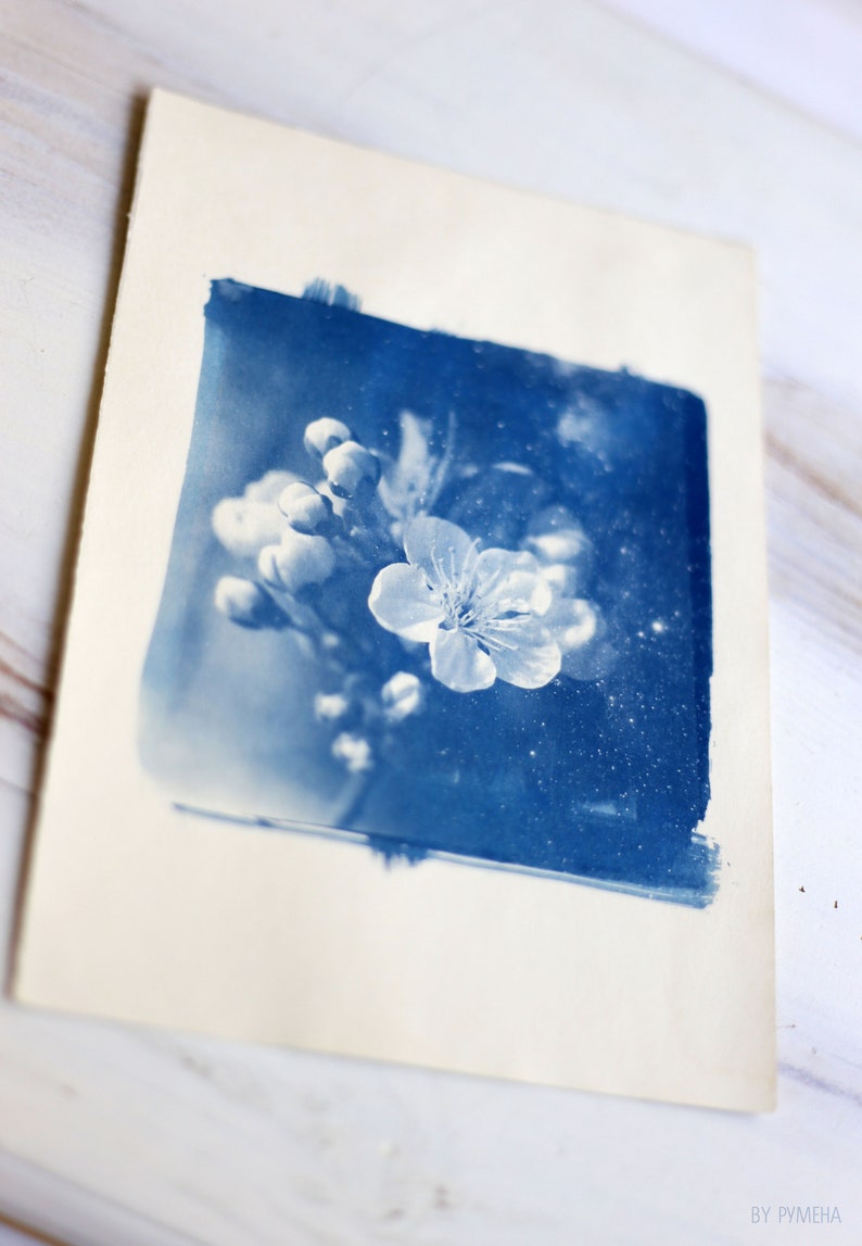 Cyanotype Original Cherry Blossom Experiment Nature Fine Etsy