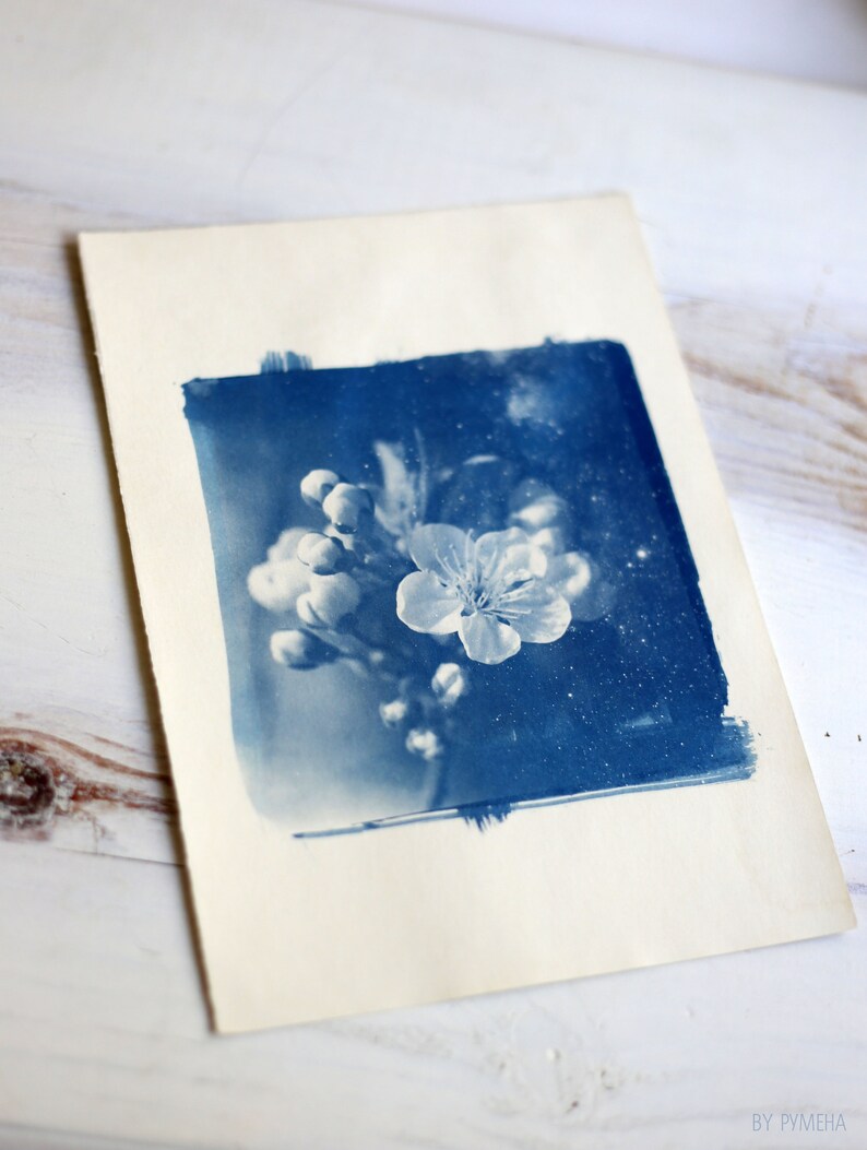 Cyanotype Original Cherry Blossom Experiment Nature Fine Etsy