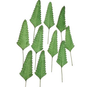 Fougère feuilles de papier mûrier clair vert Leaf03