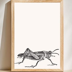 Grasshopper Wall Art Print, Minimalist Insect Poster, Nature Drawing Illustration, Bug Art Decor, Entomology Wall Art, Retro Insect Print