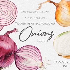 Watercolor clipart Watercolor onion Watercolor vegetable Watercolor plant Transparent background Png Scrapbook Watercolor illustration