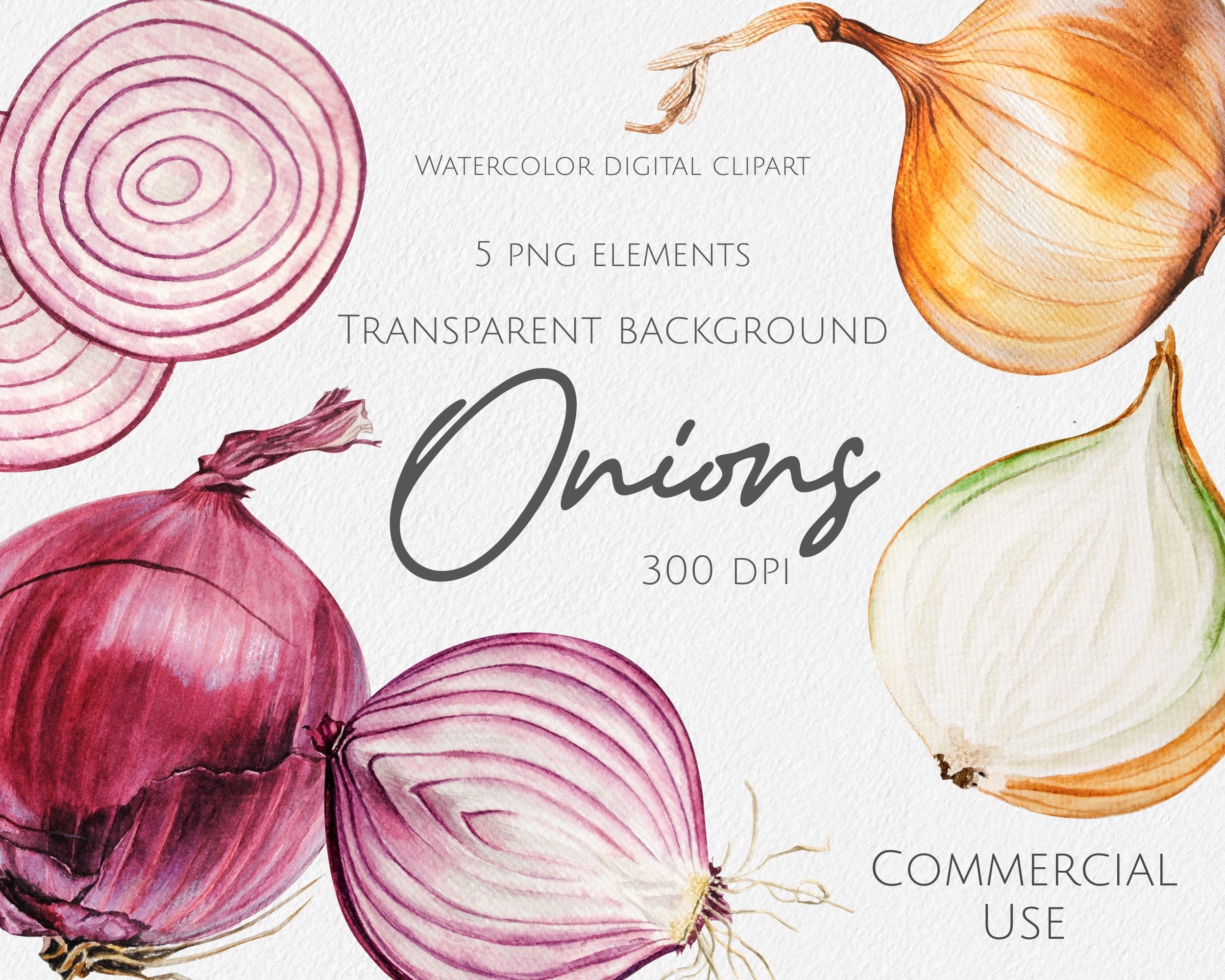 Watercolor Clipart Watercolor Onion Watercolor Vegetable Etsy