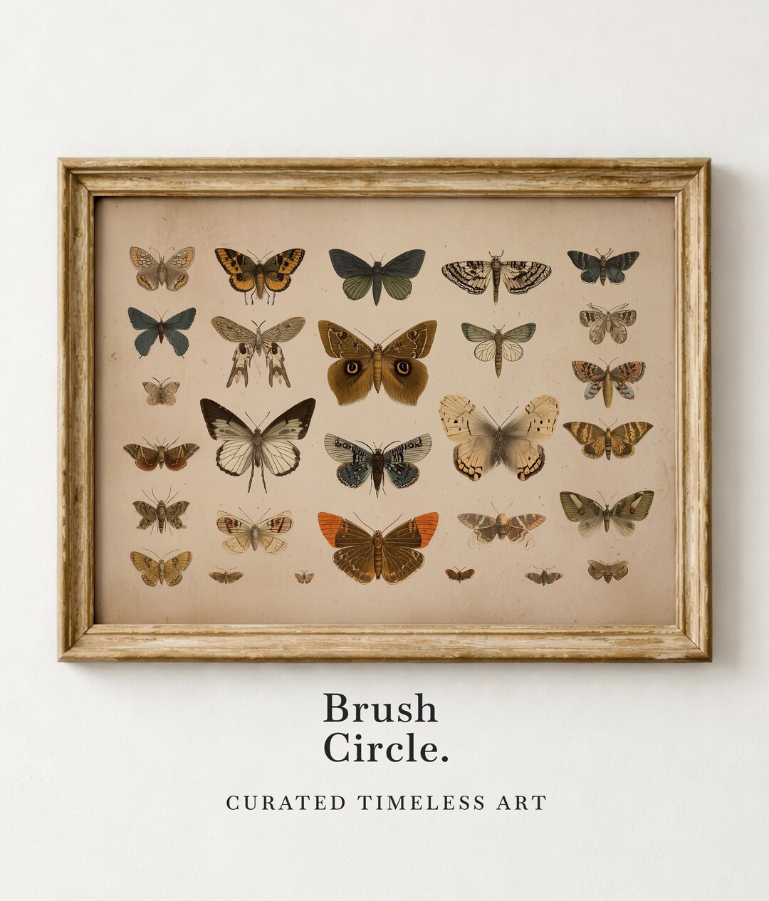 Vintage Butterfly and Moth Print - Neutral Botanical Wall Art, Rustic ...