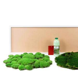 DIY Moosbild mit Kugelmoos und Waldmoos, weißen Rahmen