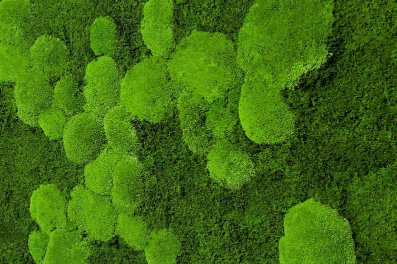 Moss image with preserved spherical and flat mosses zdjęcie 6