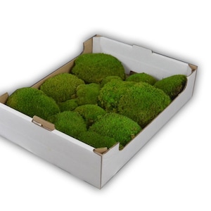 Op de afbeelding: Een witte kartonnen doos gevuld met geconserveerd groen mos. Het mos is gerangschikt in verschillende vormen en maten.