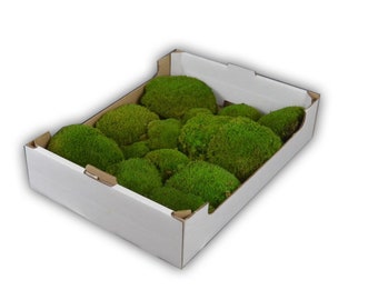 box preserved ball moss