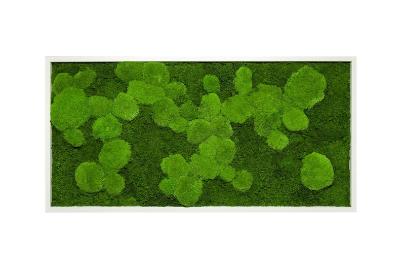 Moss image with preserved spherical and flat mosses zdjęcie 2