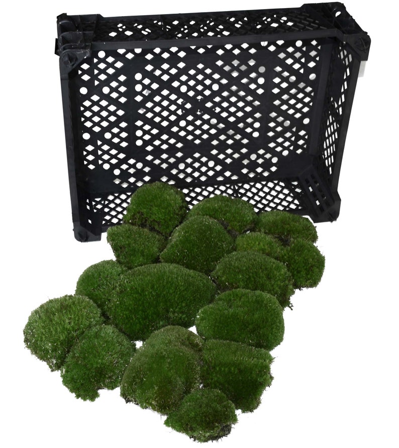 Box 40x30x8 cm Ball Moss Fresh Moss for Decoration Bollen Moss Moss Balls Easter Decoration Spring Decoration Moss Pillow Moss Hill Moss image 2