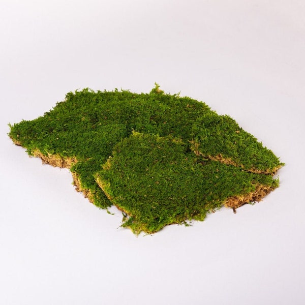 Premium flat moss moss panels preserved