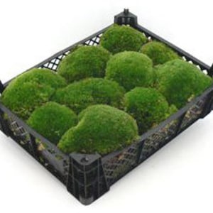 Box 40x30x8 cm Ball Moss Fresh Moss for Decoration Bollen Moss Moss Balls Easter Decoration Spring Decoration Moss Pillow Moss Hill Moss image 1