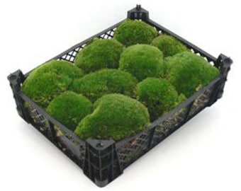 Box 40x30x8 cm Ball Moss Fresh Moss for Decoration Bollen Moss Moss Balls Easter Decoration Spring Decoration Moss Pillow Moss Hill Moss