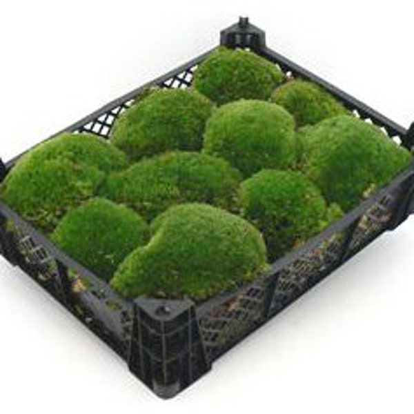 Doos 40x30x8 cm Bal Moss Vers voor Decoratie Moss Ballen Pasen Decoratie Lente Decoratie Moss Kussen Moss Hill Moss