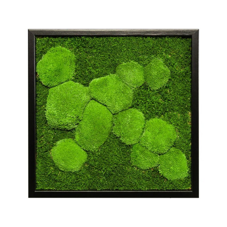 Moss image with preserved spherical and flat mosses zdjęcie 4