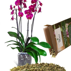 Könnte beinhalten: Eine rosa Orchideenpflanze in einem durchsichtigen Plastiktopf mit Marmormuster. Die Pflanze steht auf einem Haufen grünem Moos. Im Hintergrund befindet sich eine braune Schachtel mit dem Text "Moos Design Moos-Substrat für Orchideen".