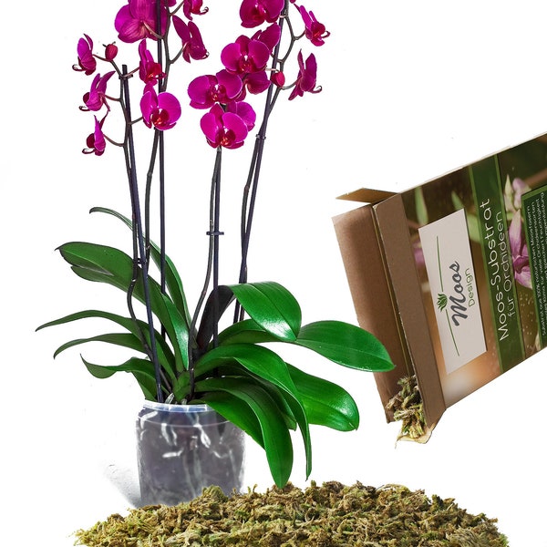 Substrato per orchidee Terreno per orchidee