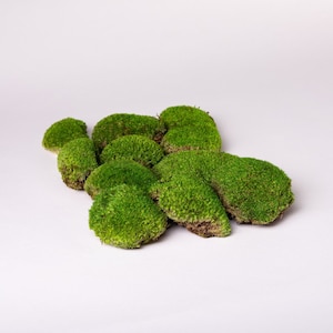 Preserved ball moss, bulb moss, cushion moss