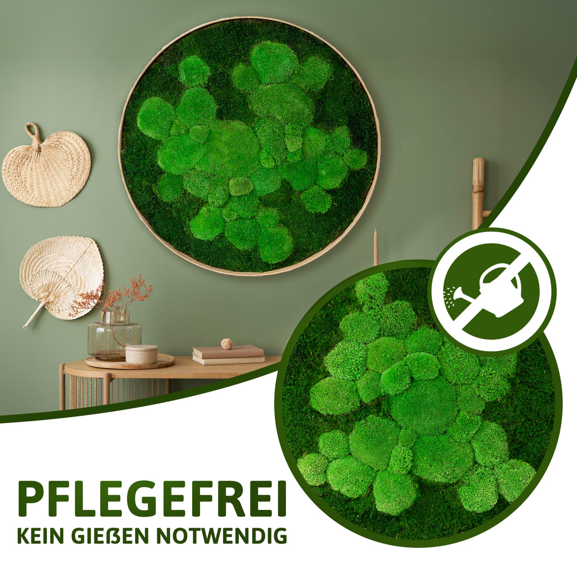 Round Moss Picture Fifty Fifty Design (flat Moss With Ball Moss