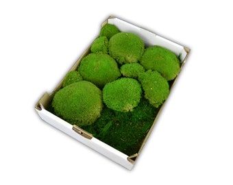 box with mixed moss preserved