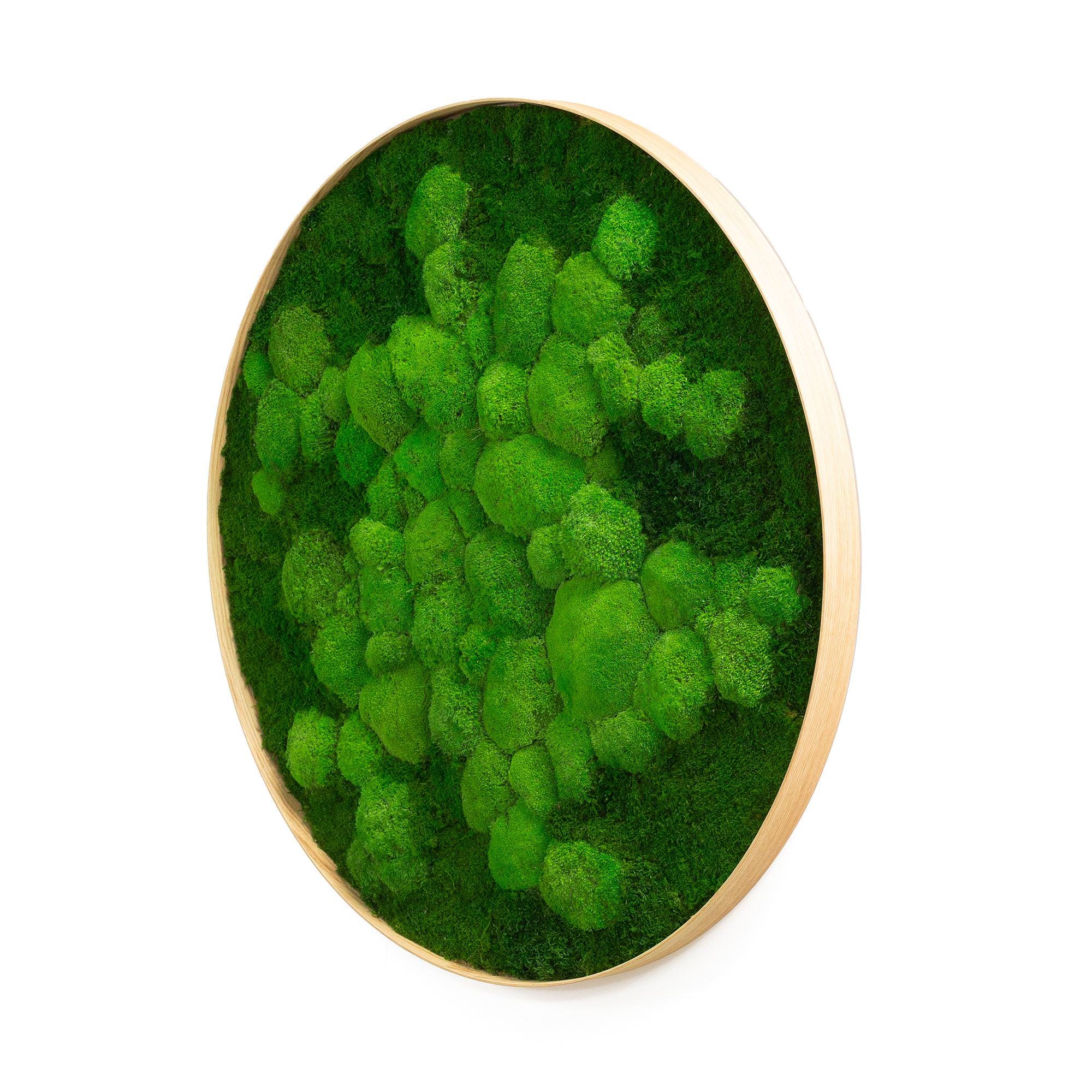 MOSS モス FIFTY BALANCE FIFTY Round Moss Picture Fifty Fifty Design (flat Moss With Ball Moss