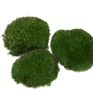 Box 40x30x8 cm Ball Moss Fresh Moss for Decoration Bollen Moss Moss Balls Easter Decoration Spring Decoration Moss Pillow Moss Hill Moss image 4