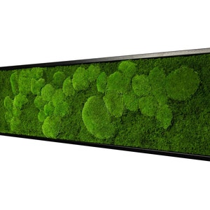 Moss image with preserved spherical and flat mosses 140 x 40 cm